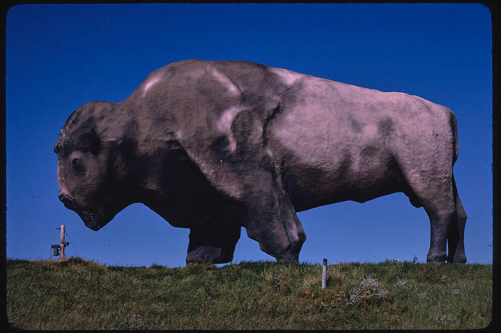 Buffalo