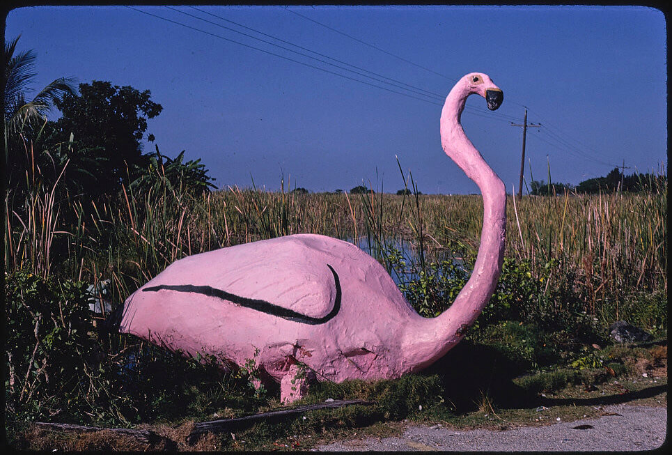 Flamingo